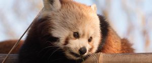 Preview wallpaper red panda, cute, bamboo