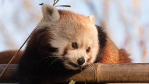 Preview wallpaper red panda, cute, bamboo