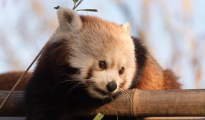 Preview wallpaper red panda, cute, bamboo