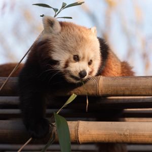 Preview wallpaper red panda, cute, bamboo