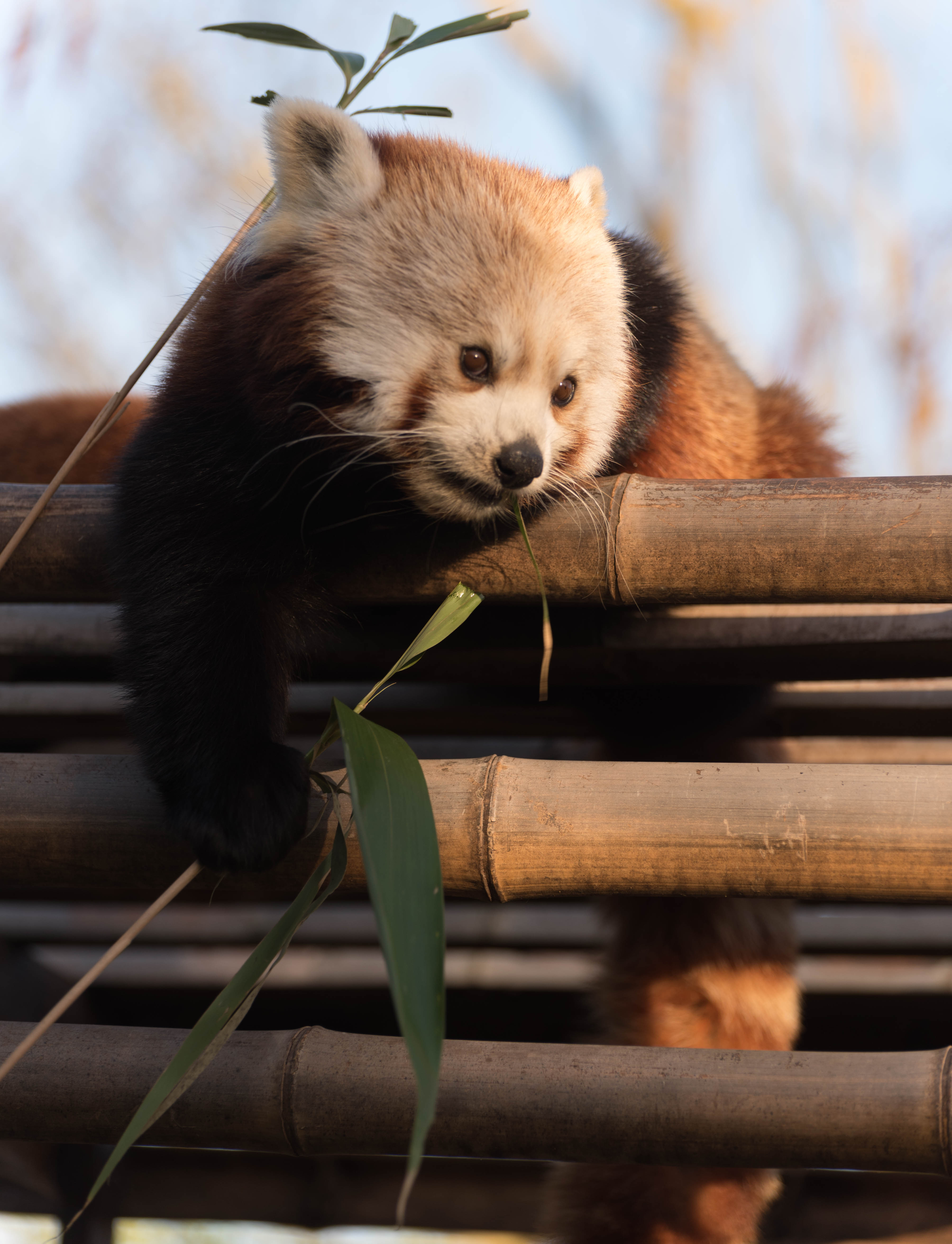 Download Wallpaper 4016x5245 Red Panda, Cute, Bamboo Hd Background