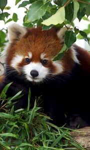Preview wallpaper red panda, cute, bamboo, grass
