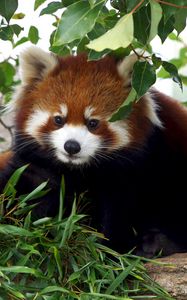 Preview wallpaper red panda, cute, bamboo, grass