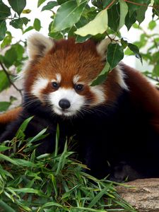 Preview wallpaper red panda, cute, bamboo, grass