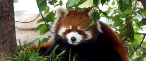 Preview wallpaper red panda, cute, bamboo, grass