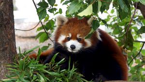 Preview wallpaper red panda, cute, bamboo, grass