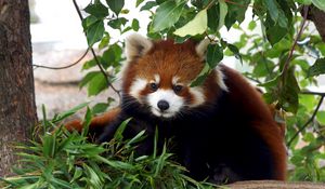 Preview wallpaper red panda, cute, bamboo, grass