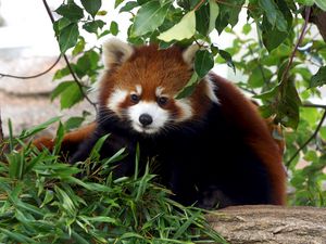 Preview wallpaper red panda, cute, bamboo, grass