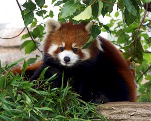 Preview wallpaper red panda, cute, bamboo, grass