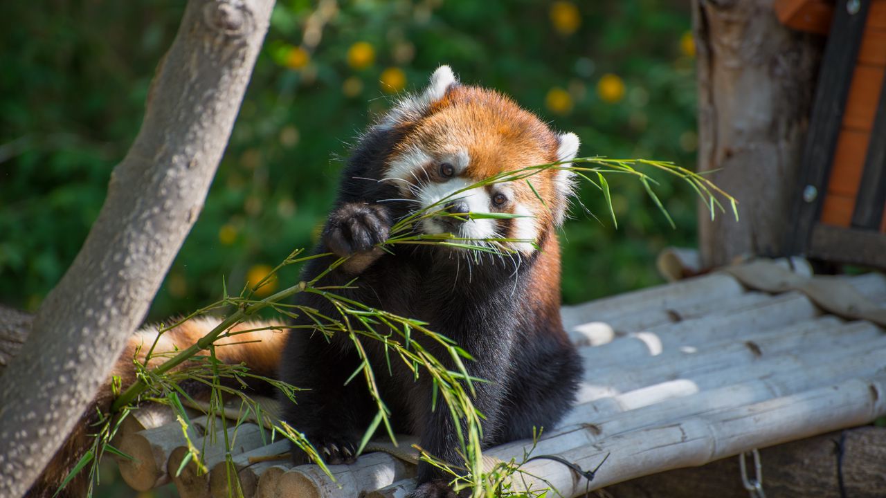 Wallpaper red panda, cute, branch, bamboo