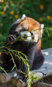 Preview wallpaper red panda, cute, branch, bamboo