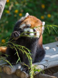 Preview wallpaper red panda, cute, branch, bamboo