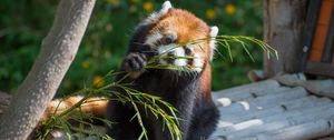 Preview wallpaper red panda, cute, branch, bamboo