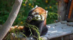 Preview wallpaper red panda, cute, branch, bamboo