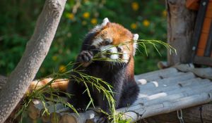 Preview wallpaper red panda, cute, branch, bamboo