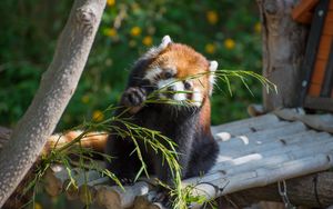 Preview wallpaper red panda, cute, branch, bamboo