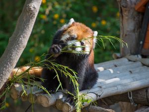 Preview wallpaper red panda, cute, branch, bamboo