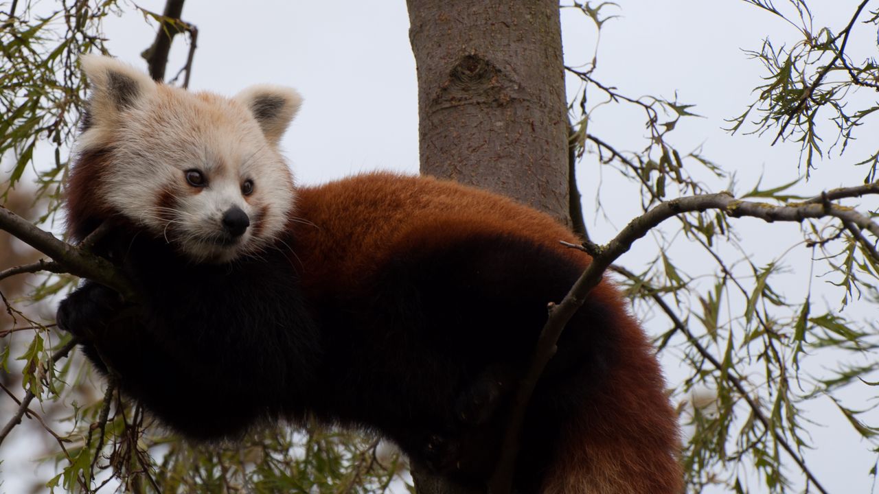 Wallpaper red panda, cute, face, animal
