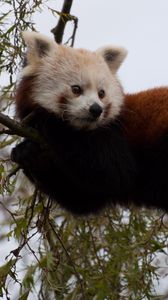 Preview wallpaper red panda, cute, face, animal