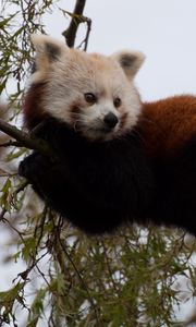 Preview wallpaper red panda, cute, face, animal