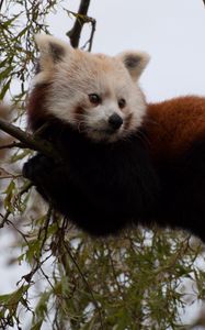 Preview wallpaper red panda, cute, face, animal