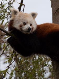 Preview wallpaper red panda, cute, face, animal