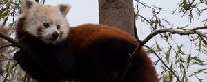 Preview wallpaper red panda, cute, face, animal