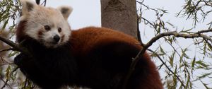 Preview wallpaper red panda, cute, face, animal