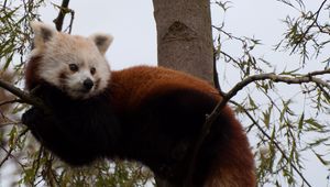 Preview wallpaper red panda, cute, face, animal