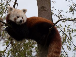 Preview wallpaper red panda, cute, face, animal