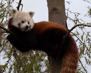 Preview wallpaper red panda, cute, face, animal