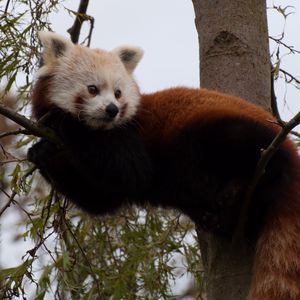 Preview wallpaper red panda, cute, face, animal