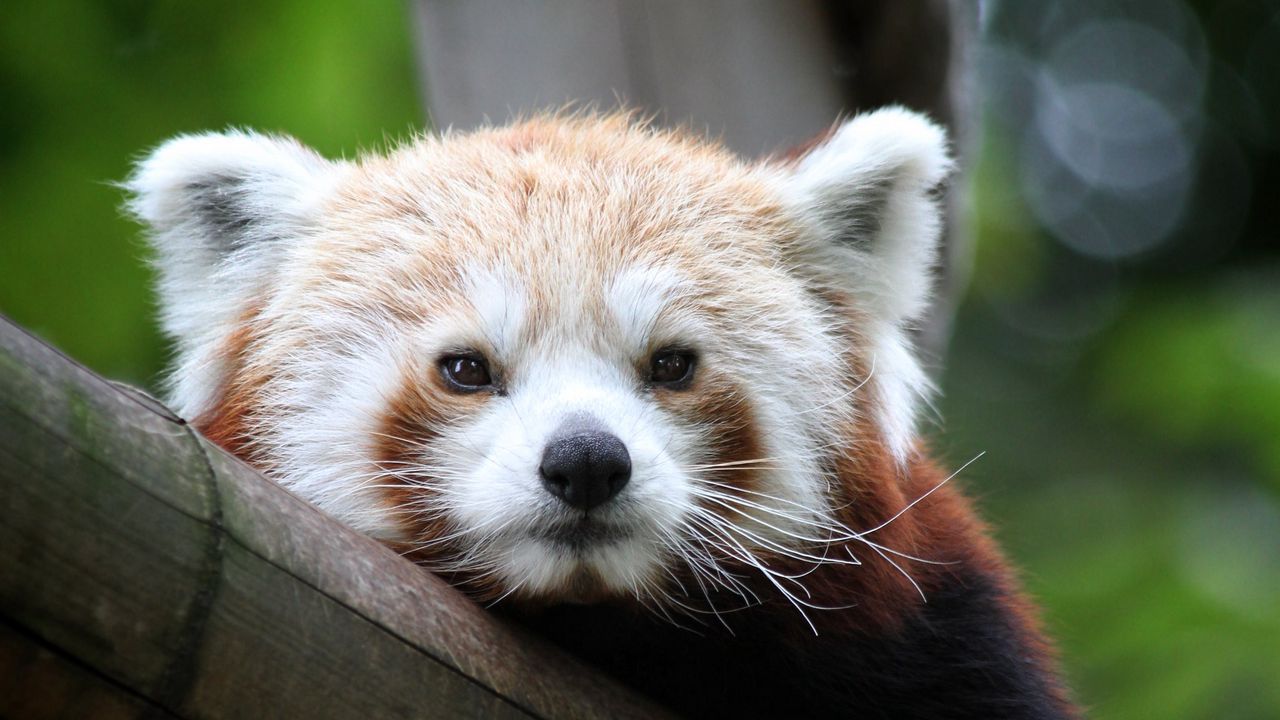 Wallpaper red panda, cute, face, bamboo