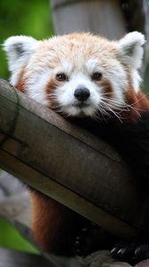 Preview wallpaper red panda, cute, face, bamboo