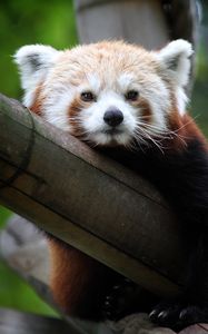 Preview wallpaper red panda, cute, face, bamboo