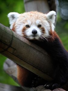 Preview wallpaper red panda, cute, face, bamboo