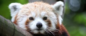 Preview wallpaper red panda, cute, face, bamboo