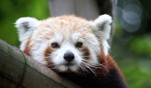 Preview wallpaper red panda, cute, face, bamboo