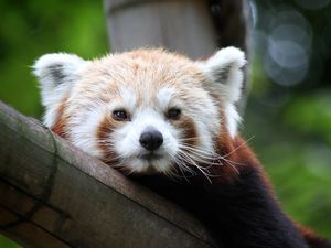 Preview wallpaper red panda, cute, face, bamboo