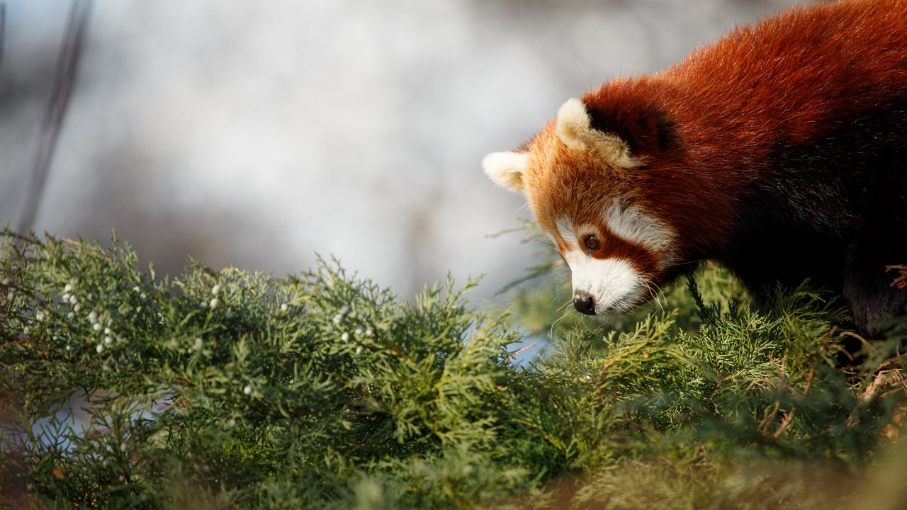 Wallpaper red panda, cute, panda, profile
