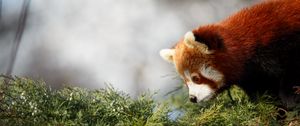 Preview wallpaper red panda, cute, panda, profile