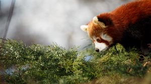 Preview wallpaper red panda, cute, panda, profile