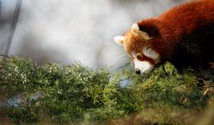 Preview wallpaper red panda, cute, panda, profile