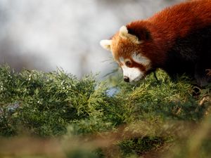 Preview wallpaper red panda, cute, panda, profile