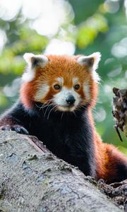 Preview wallpaper red panda, cute, panda, tree