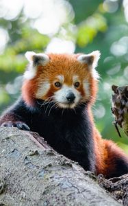 Preview wallpaper red panda, cute, panda, tree