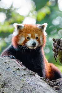 Preview wallpaper red panda, cute, panda, tree