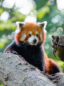 Preview wallpaper red panda, cute, panda, tree