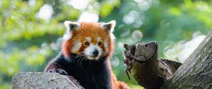 Preview wallpaper red panda, cute, panda, tree