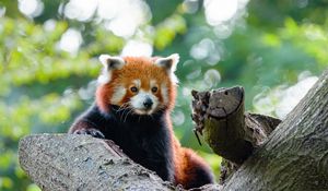 Preview wallpaper red panda, cute, panda, tree